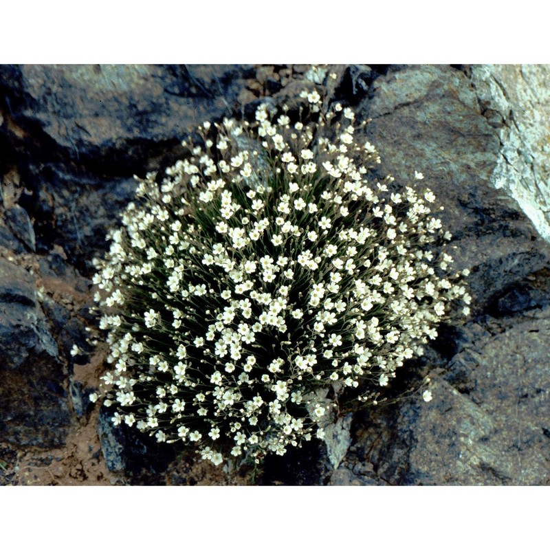 minuartia laricifolia (l.) schinz et thell.