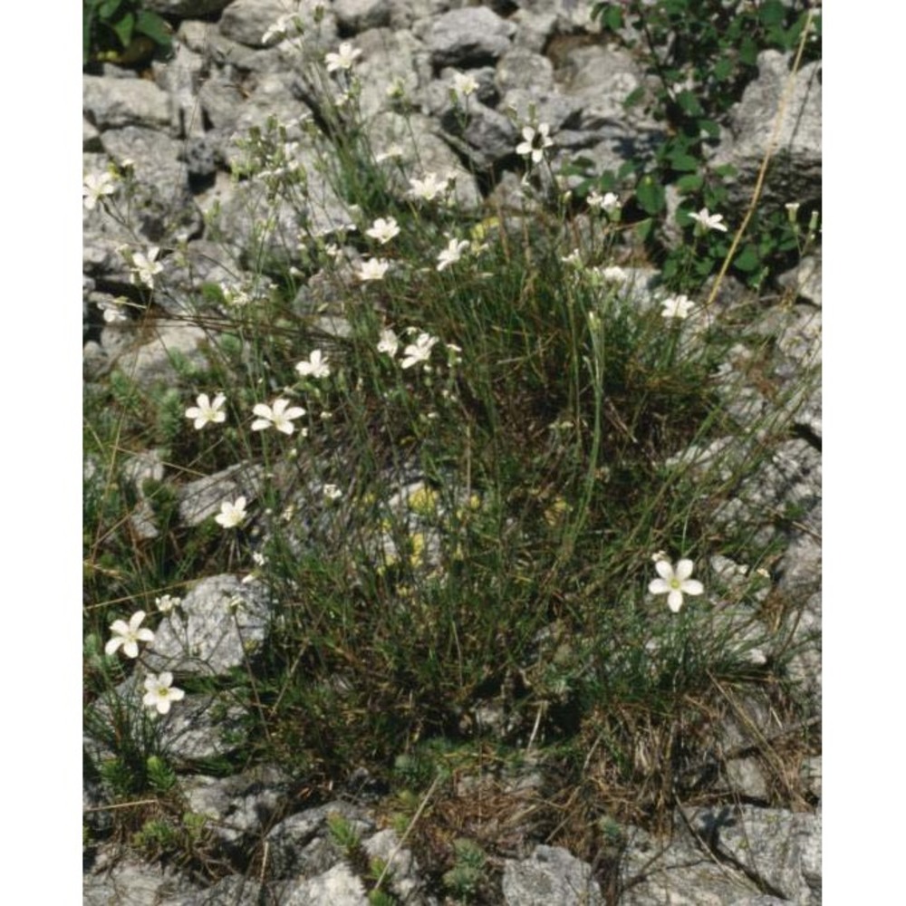 minuartia laricifolia (l.) schinz et thell.