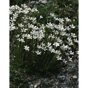 minuartia laricifolia (l.) schinz et thell.