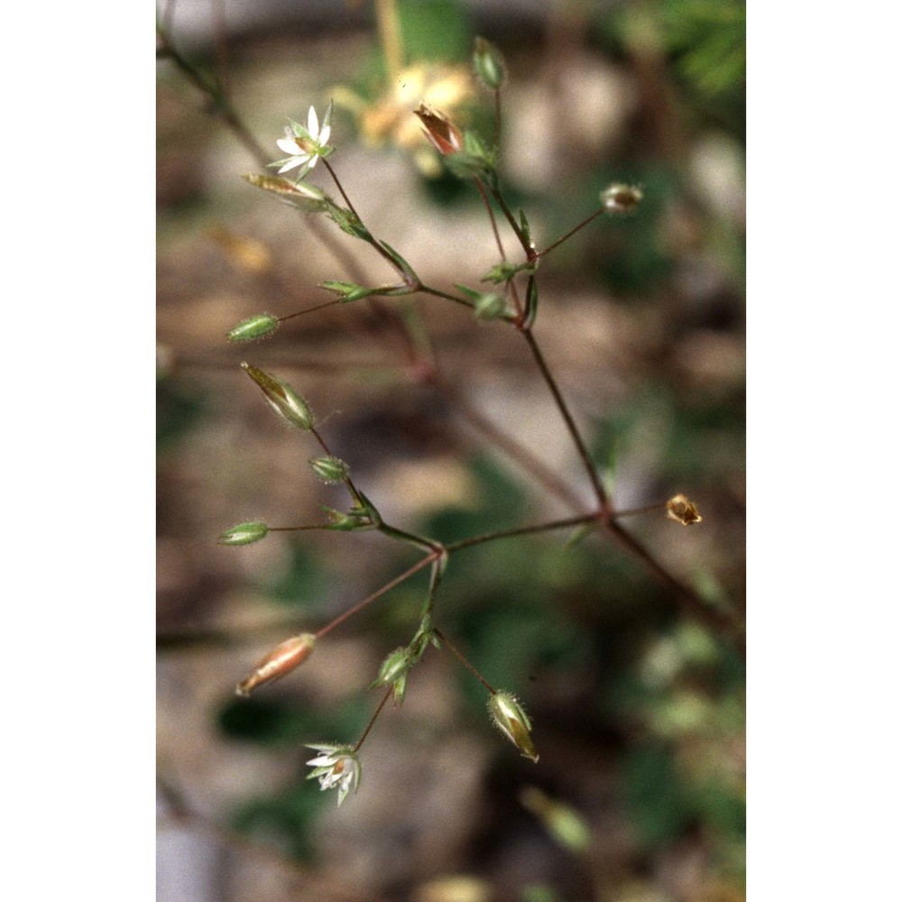 minuartia mediterranea (link) k. malý