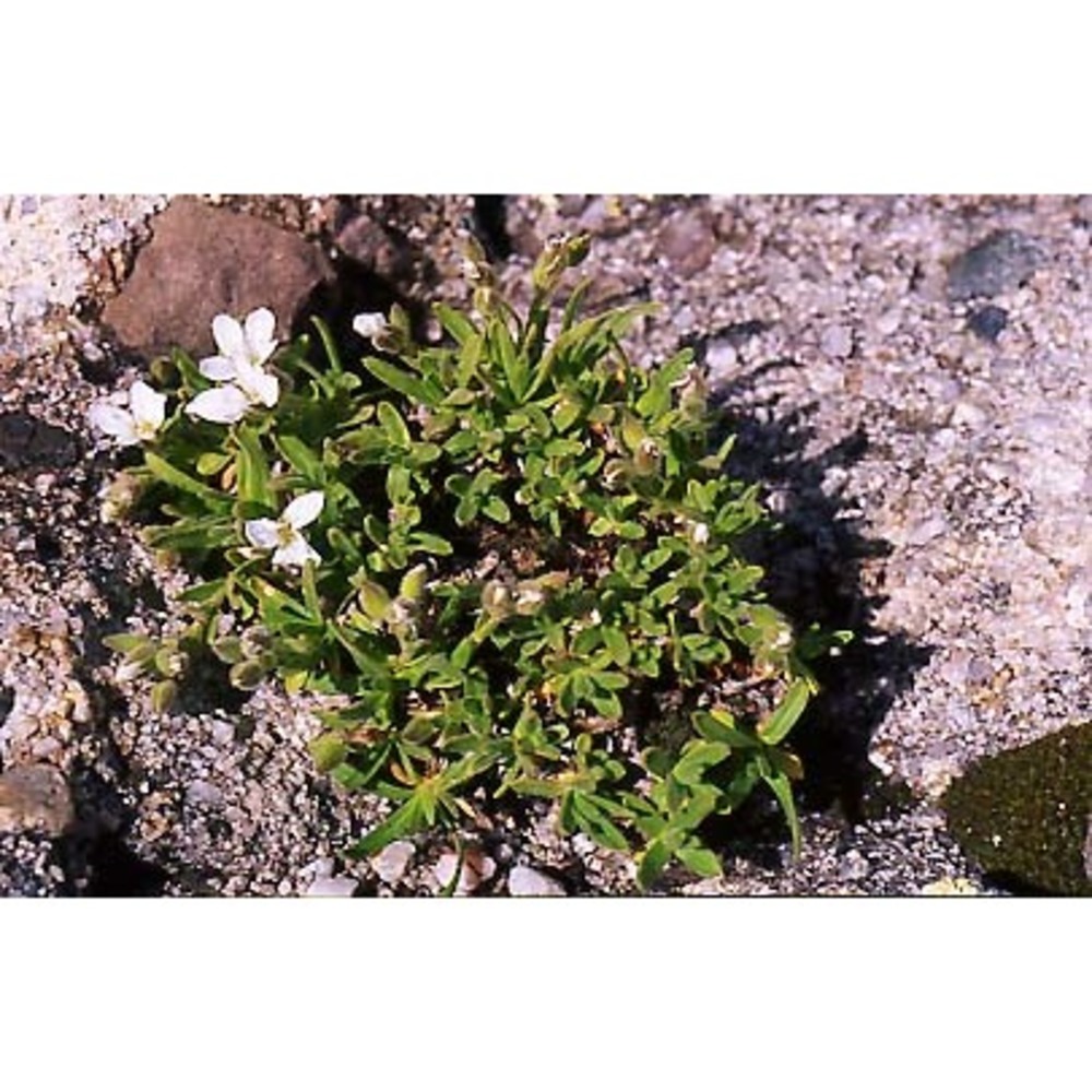 minuartia moraldoi f. conti