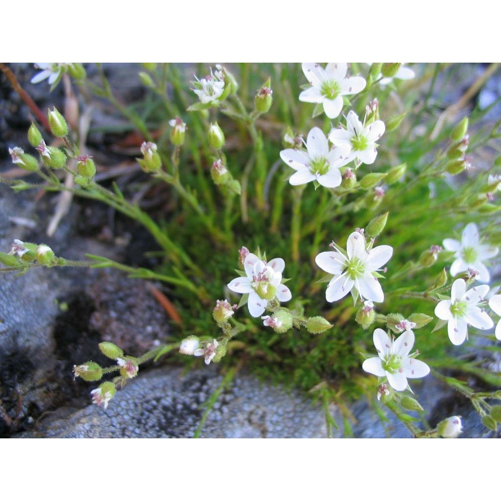 minuartia recurva (all.) schinz et thell.