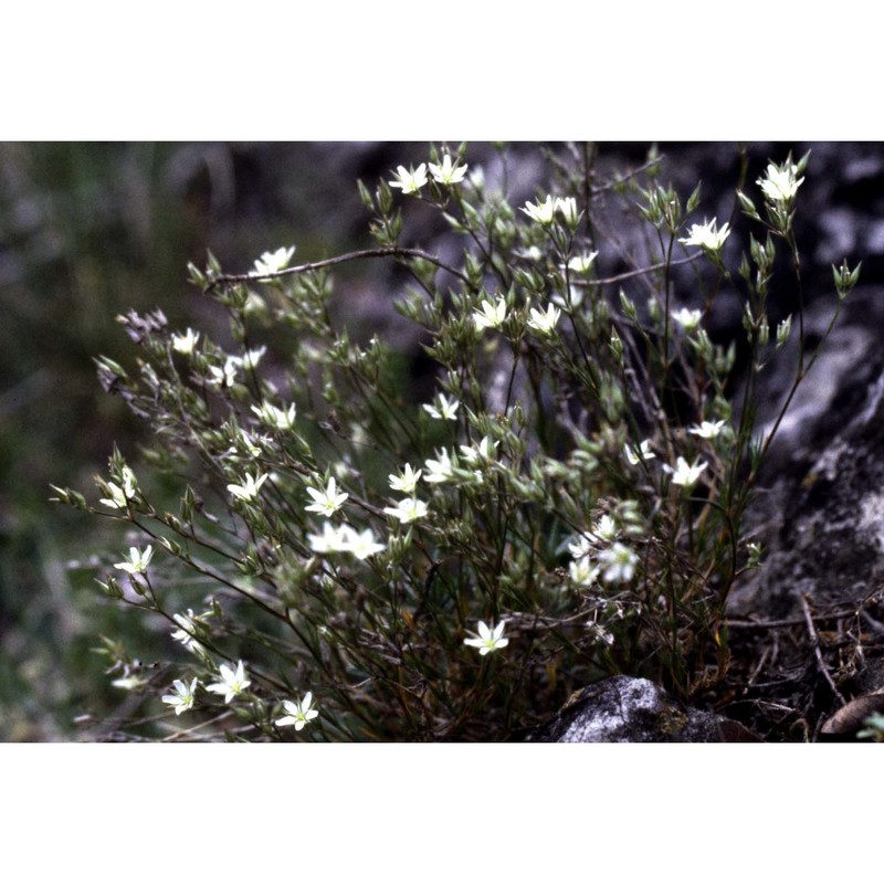 minuartia rostrata (pers.) rchb.