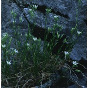 minuartia rostrata (pers.) rchb.