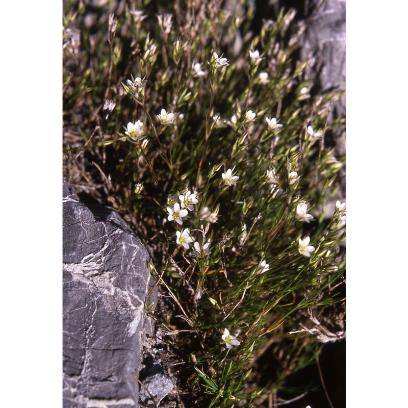 minuartia rostrata (pers.) rchb.