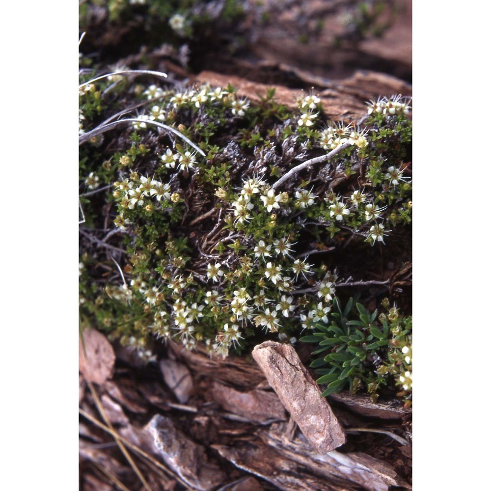 minuartia rupestris (scop.) schinz et thell.