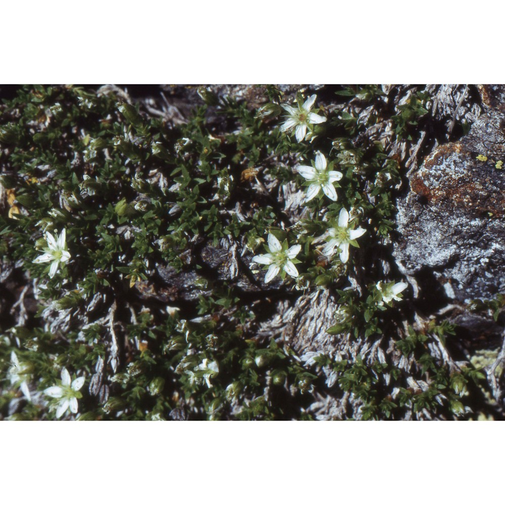 minuartia rupestris (scop.) schinz et thell.