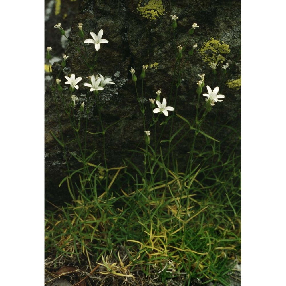 minuartia villarii (balb.) wilczek et chenevard