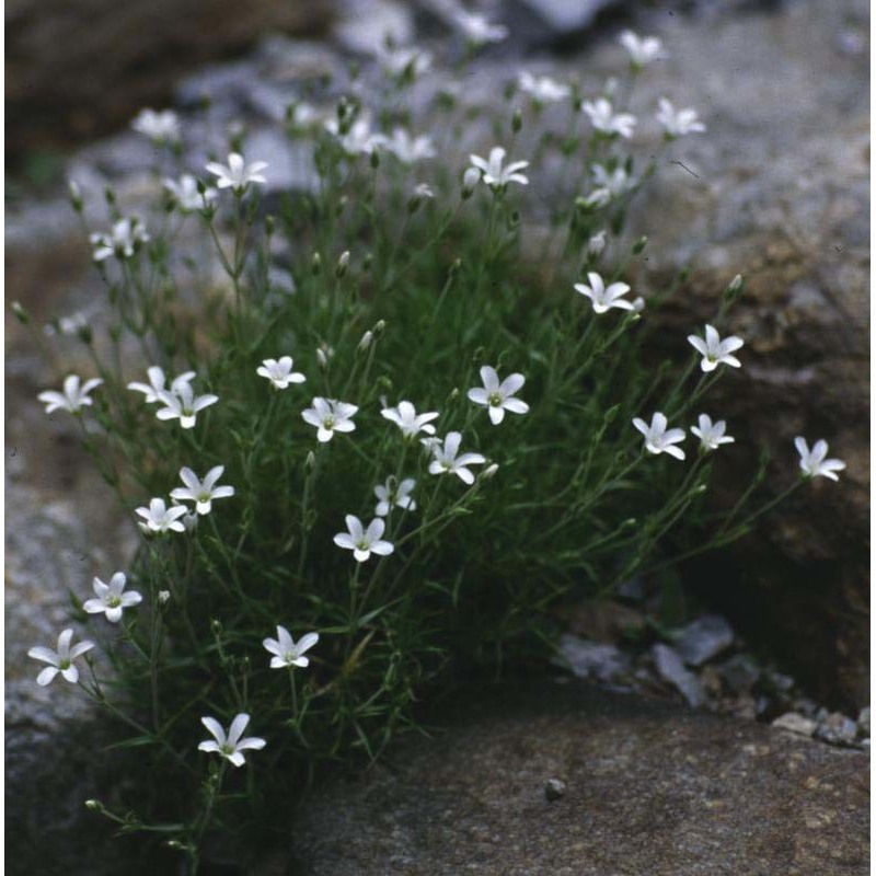 minuartia villarii (balb.) wilczek et chenevard