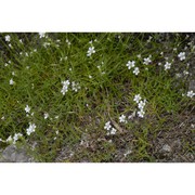 minuartia villarii (balb.) wilczek et chenevard