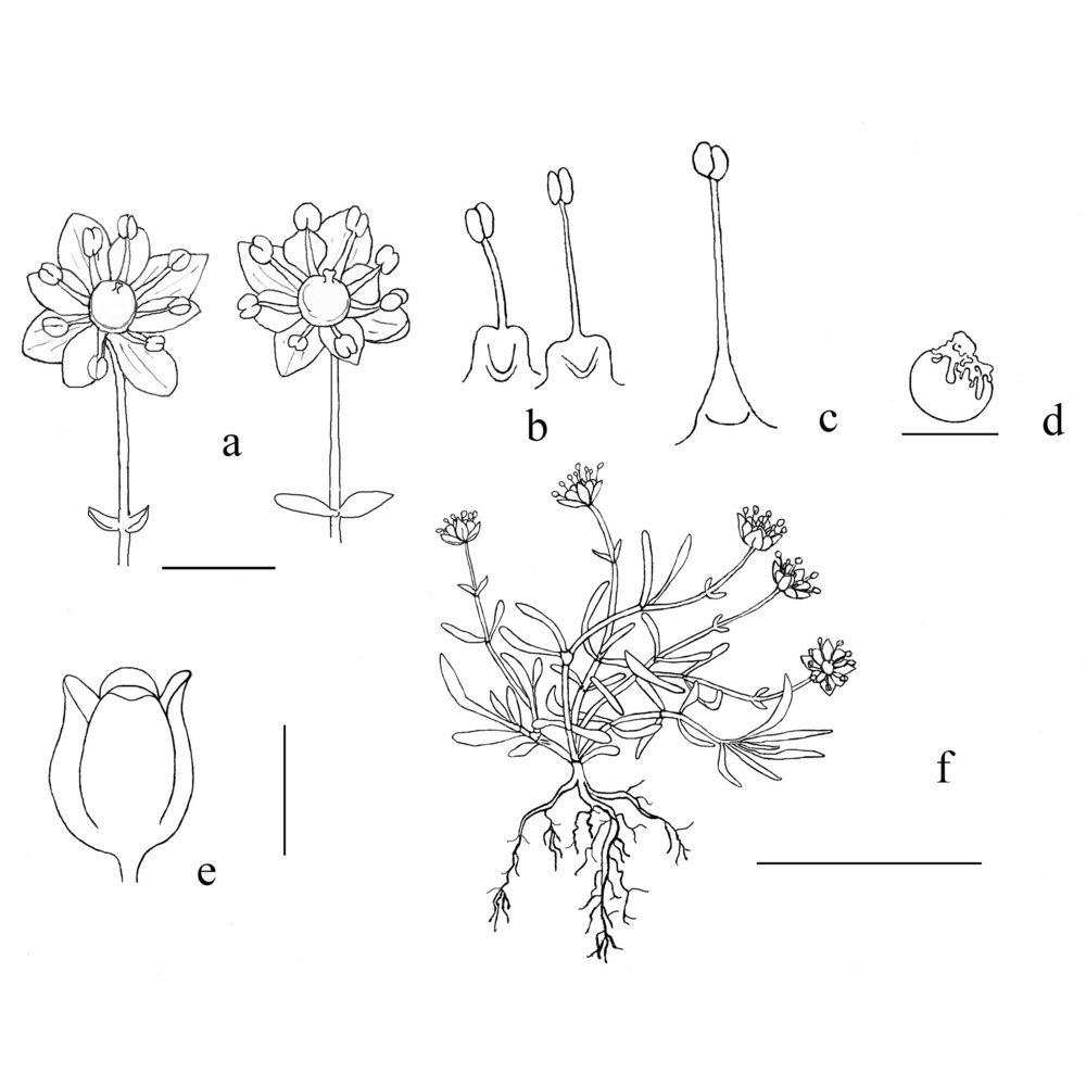 moehringia argenteria casazza et minuto