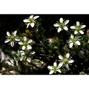 moehringia ciliata (scop.) dalla torre