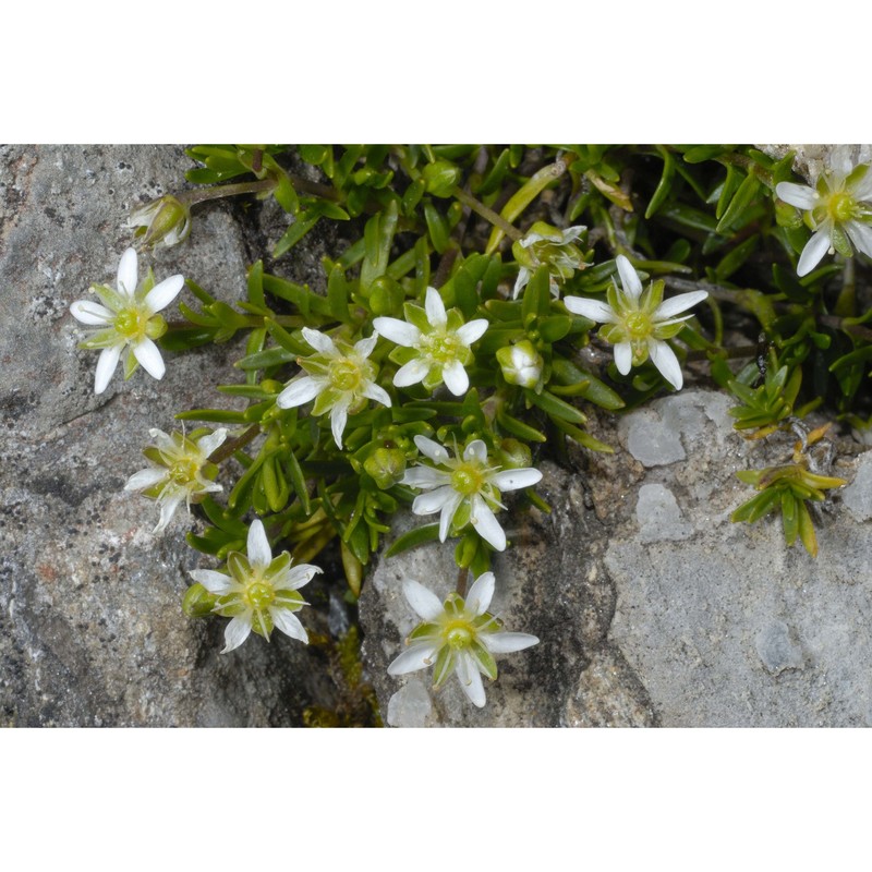 moehringia ciliata (scop.) dalla torre