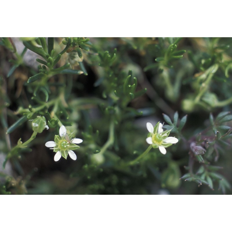 moehringia concarenae f. fen. et f. martini