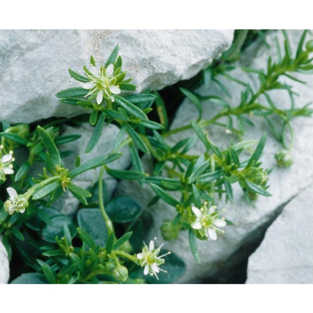 moehringia concarenae f. fen. et f. martini