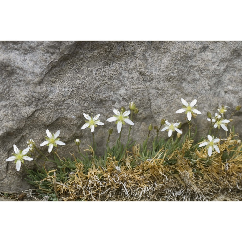 moehringia glaucovirens bertol.