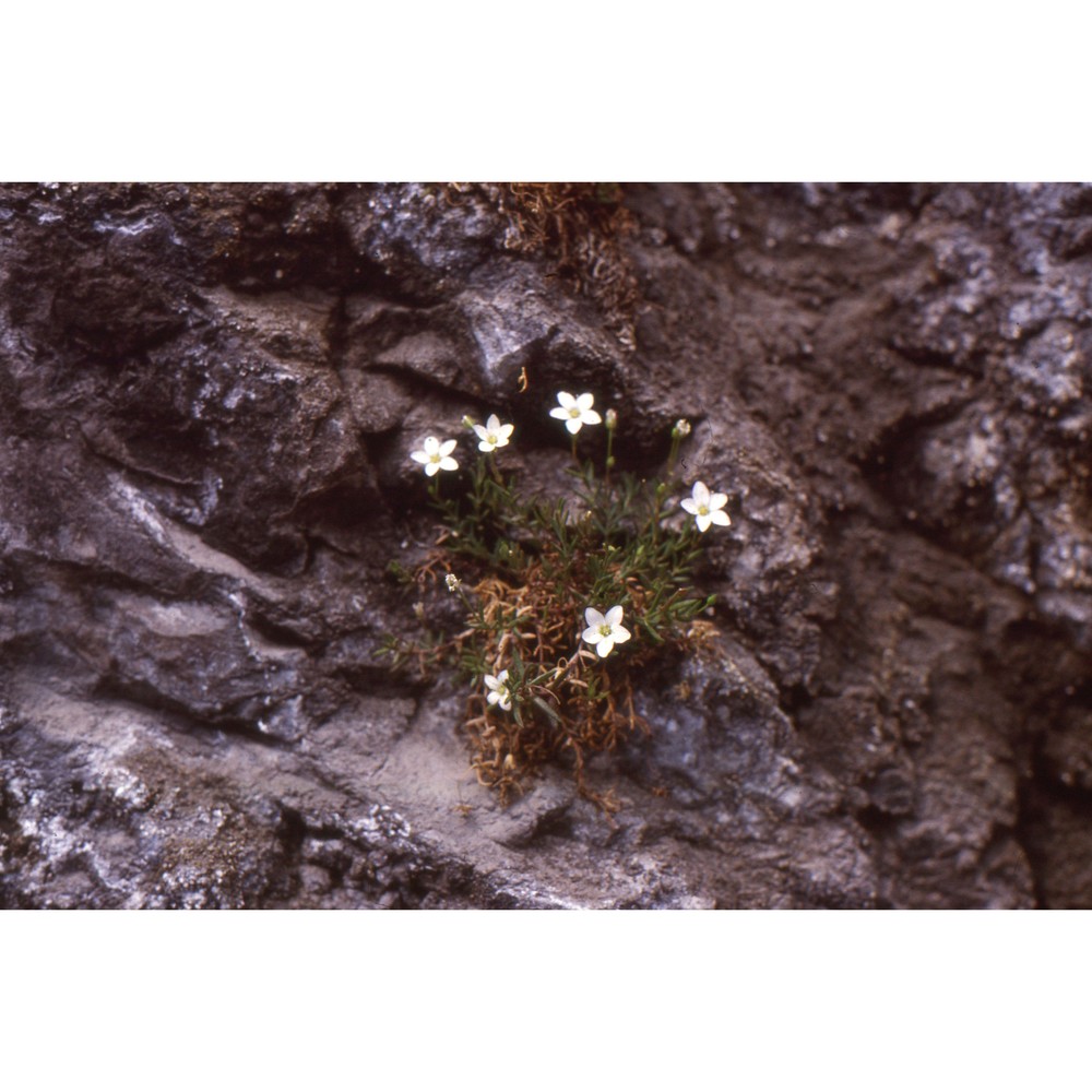 moehringia insubrica degen