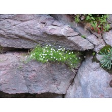 moehringia intermedia (loisel.) panizzi