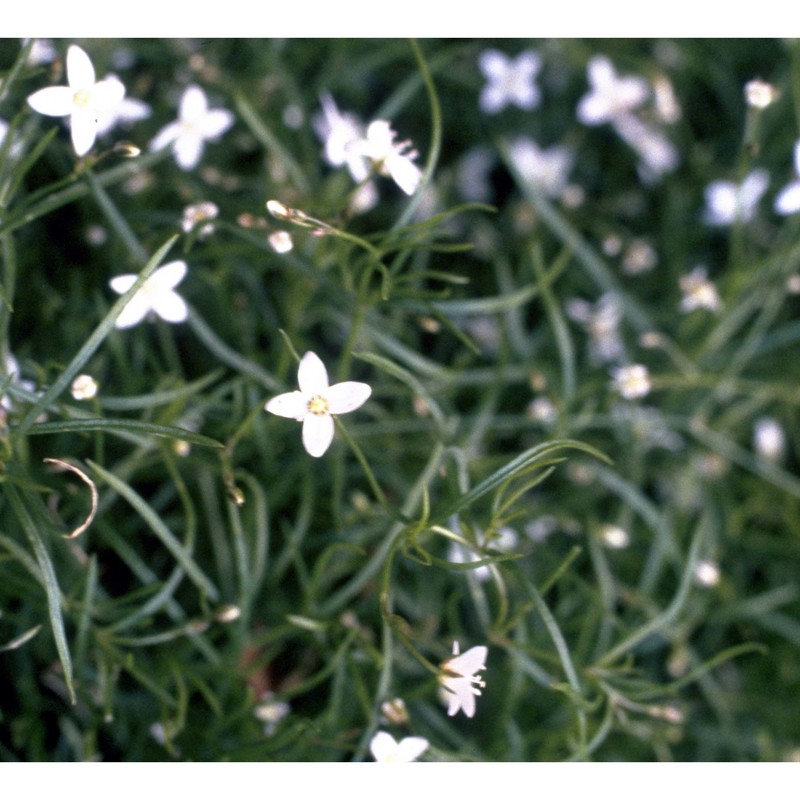 moehringia muscosa l.