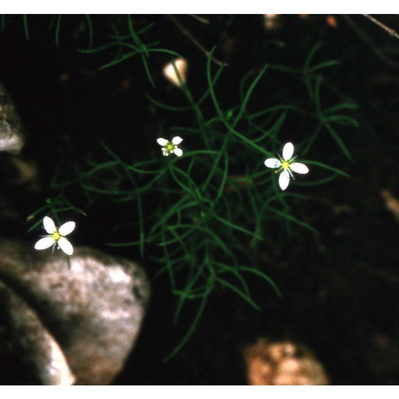 moehringia muscosa l.