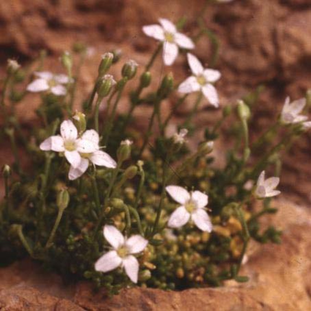 moehringia sedoides (pers.) cumino ex loisel.