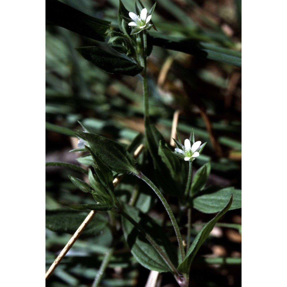 moehringia trinervia (l.) clairv.