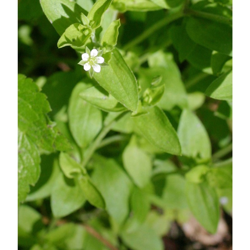 moehringia trinervia (l.) clairv.