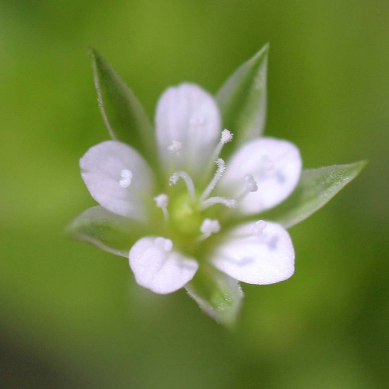 moehringia trinervia (l.) clairv.