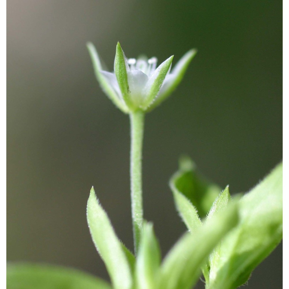 moehringia trinervia (l.) clairv.