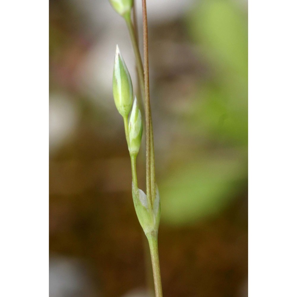 moenchia erecta (l.) g. gaertn., b. mey. et scherb.