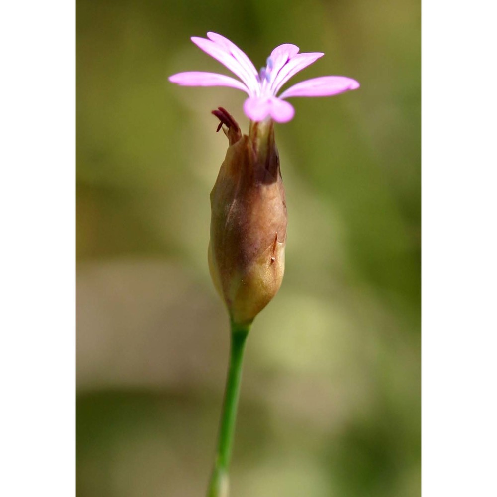 petrorhagia dubia (raf.) g. lópez et romo