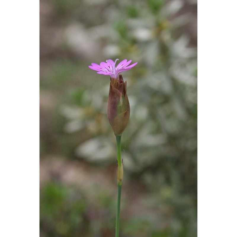 petrorhagia dubia (raf.) g. lópez et romo