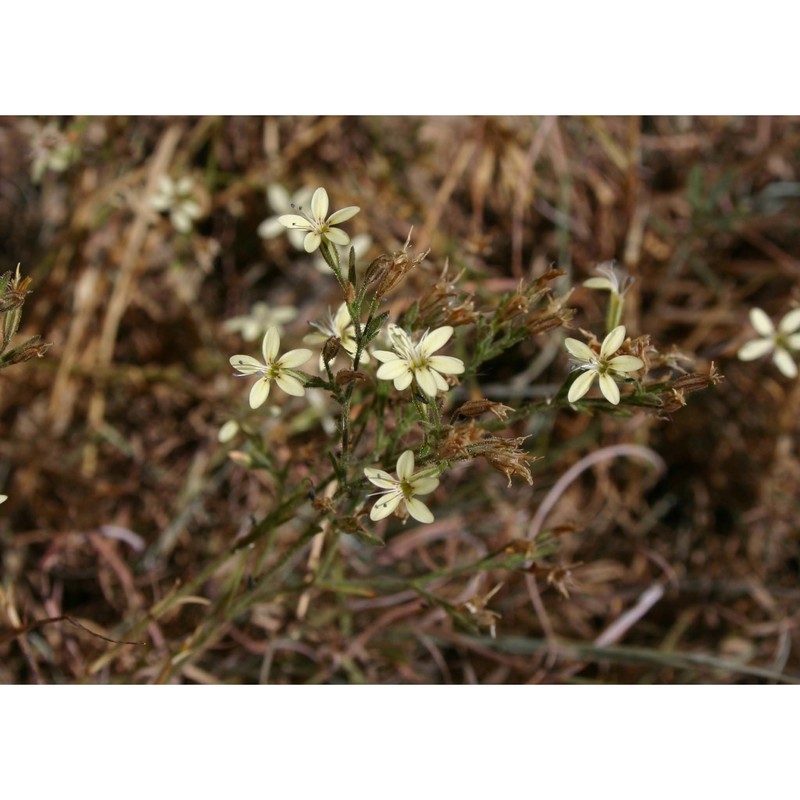 petrorhagia illyrica (ard.) p. w. ball et heywood subsp. haynaldiana (f. n. williams) p. w. ball et heywood