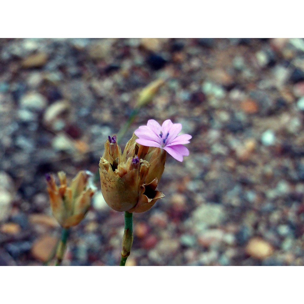 petrorhagia nanteuilii (burnat) p. w. ball et heywood