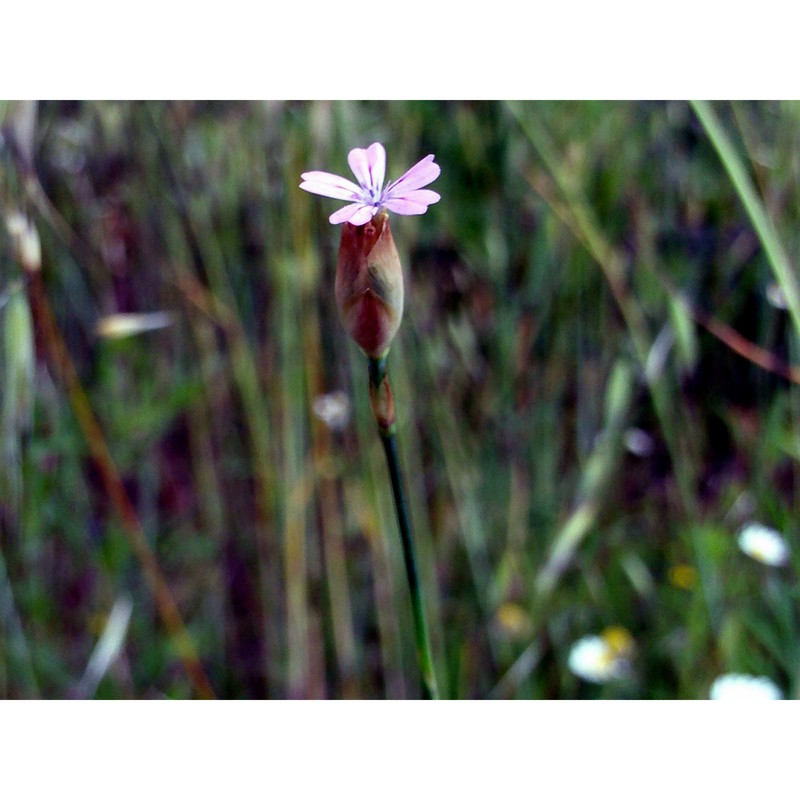 petrorhagia nanteuilii (burnat) p. w. ball et heywood