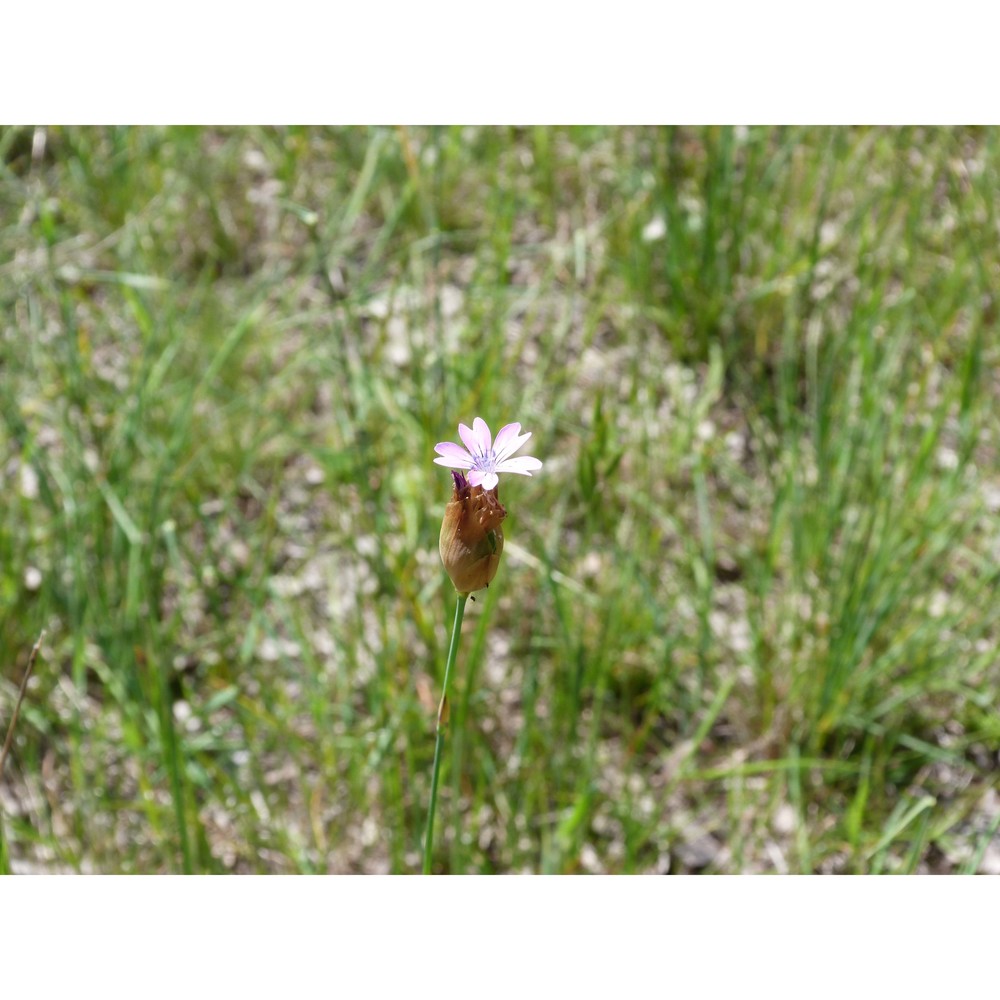 petrorhagia nanteuilii (burnat) p. w. ball et heywood