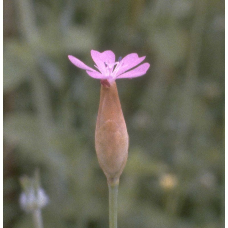 petrorhagia prolifera (l.) p. w. ball et heywood