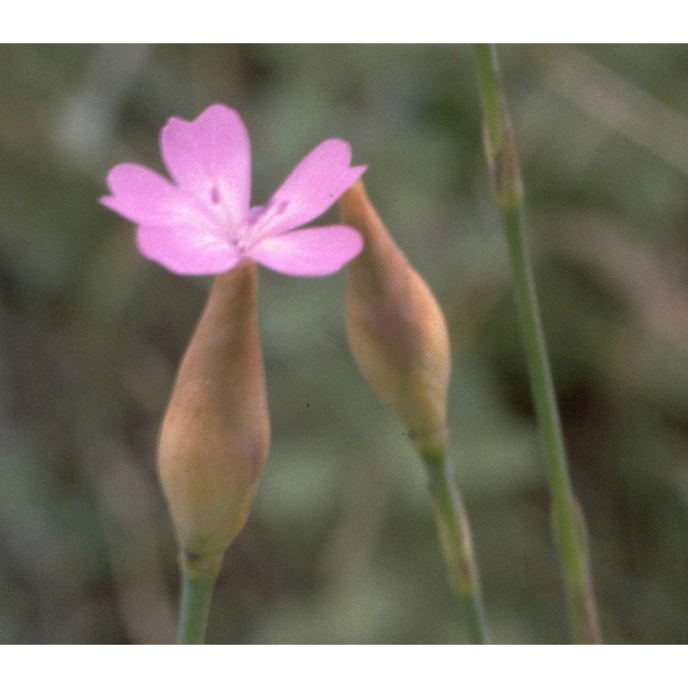 petrorhagia prolifera (l.) p. w. ball et heywood