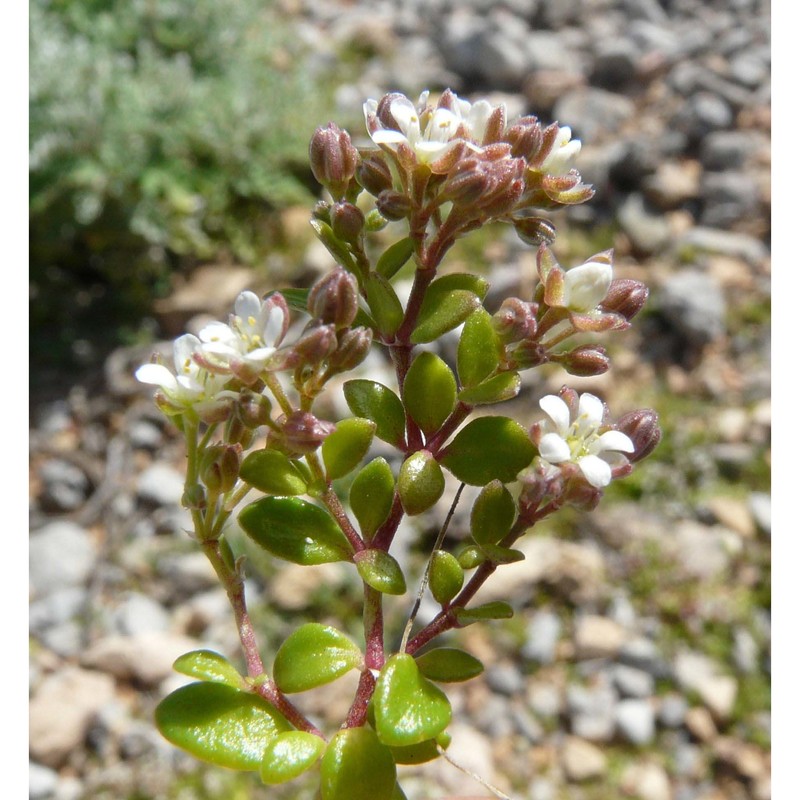 polycarpon polycarpoides (biv.) zodda