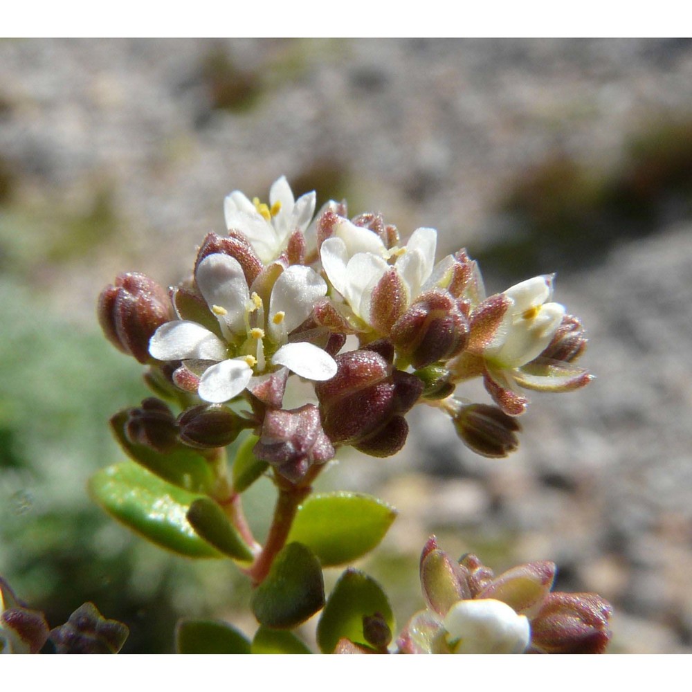 polycarpon polycarpoides (biv.) zodda