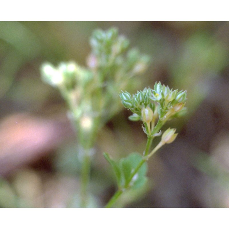 polycarpon tetraphyllum (l.) l.