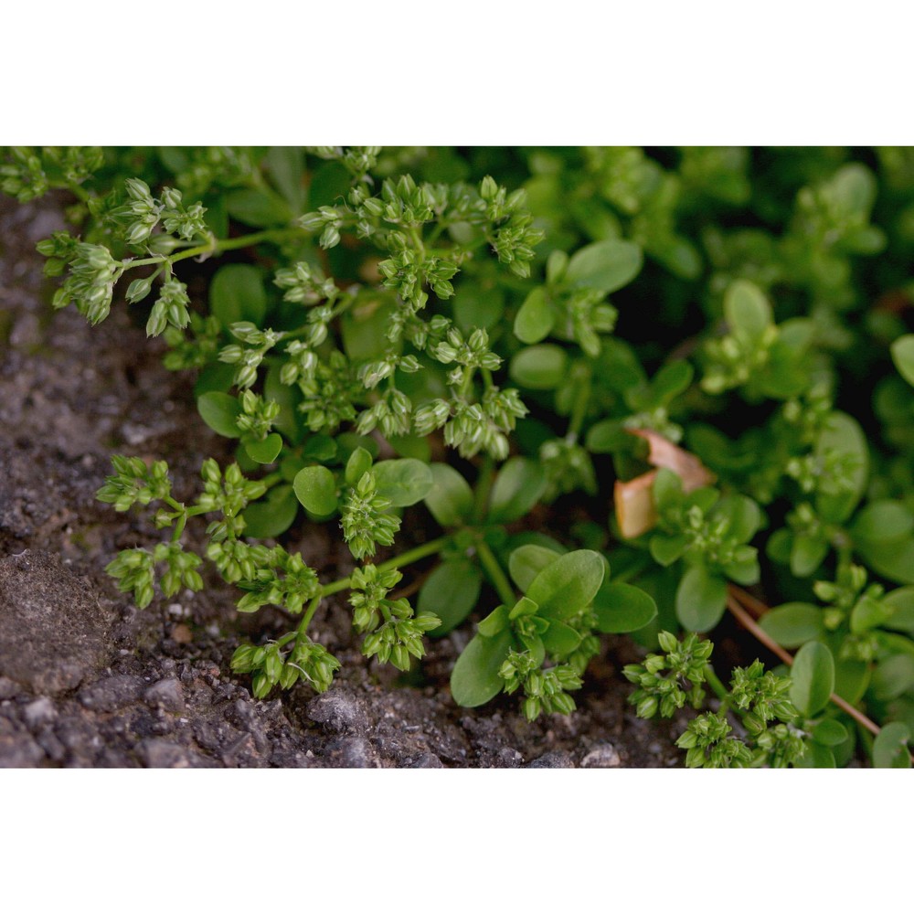 polycarpon tetraphyllum (l.) l.