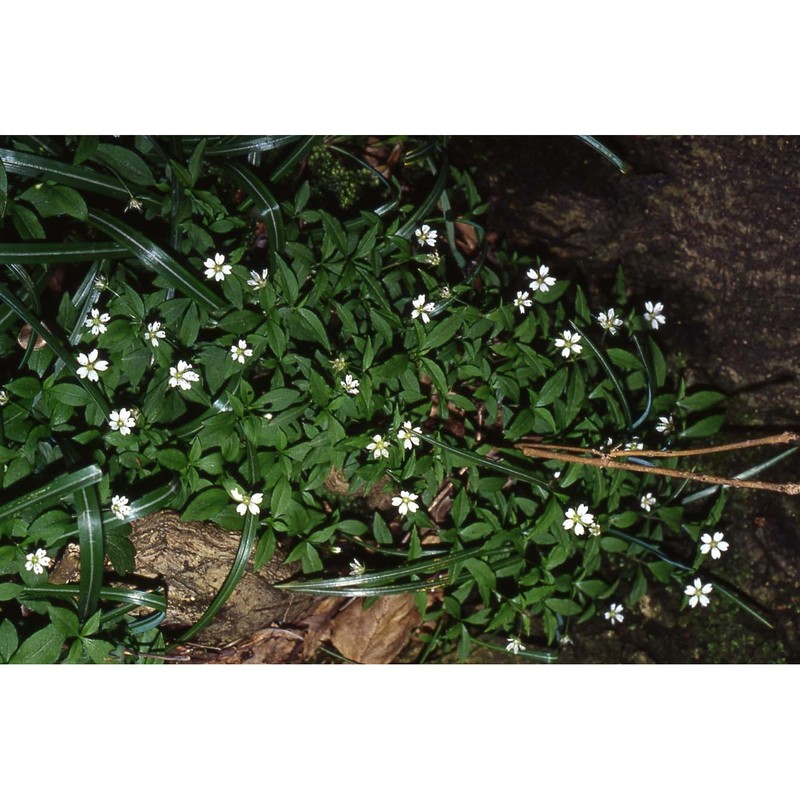 pseudostellaria europaea schaeftl.