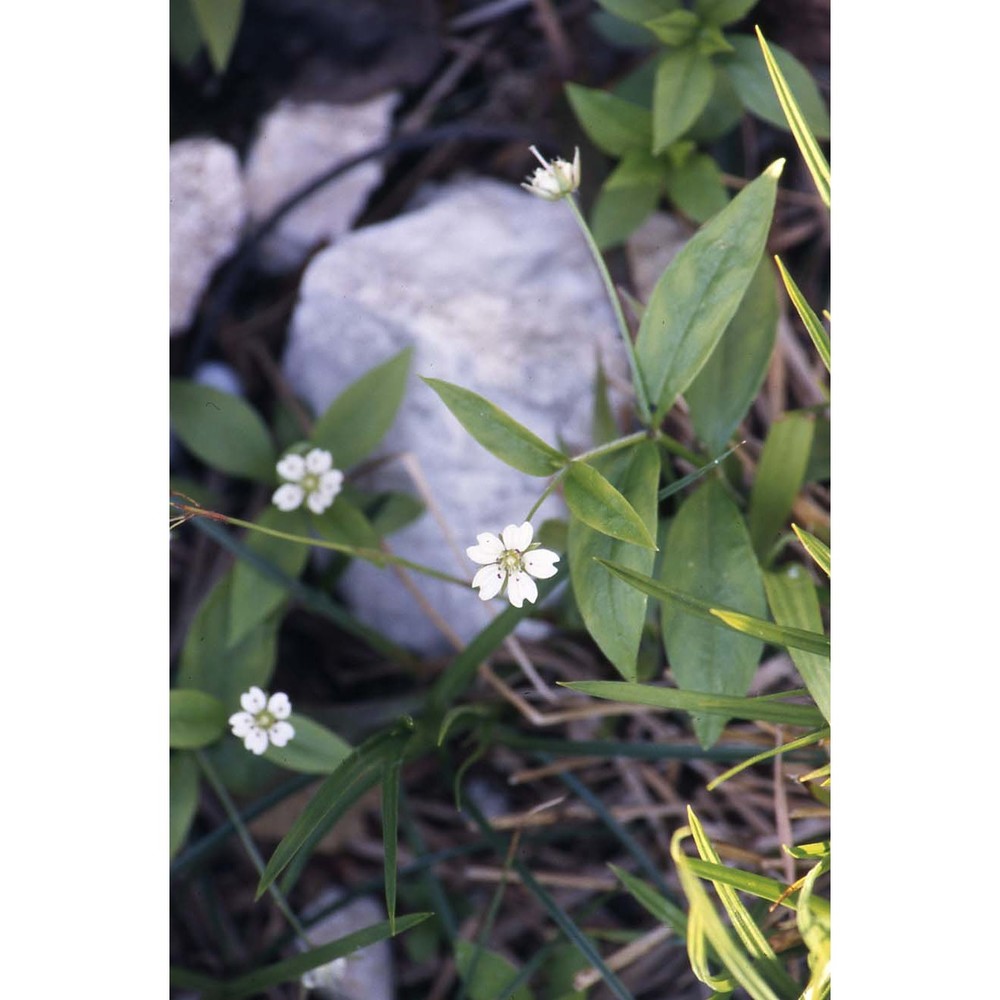 pseudostellaria europaea schaeftl.