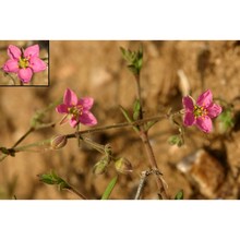 rhodalsine geniculata (poir.) f. n. williams