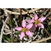 rhodalsine geniculata (poir.) f. n. williams