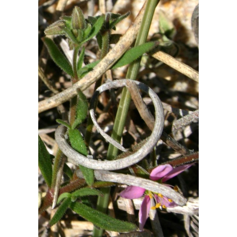 rhodalsine geniculata (poir.) f. n. williams