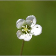 sagina glabra (willd.) fenzl