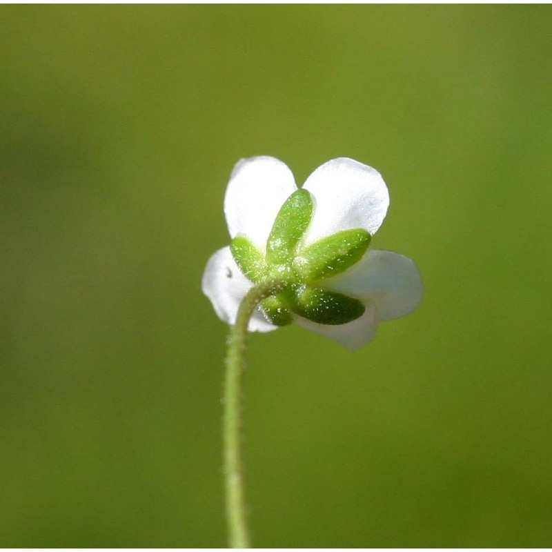 sagina glabra (willd.) fenzl