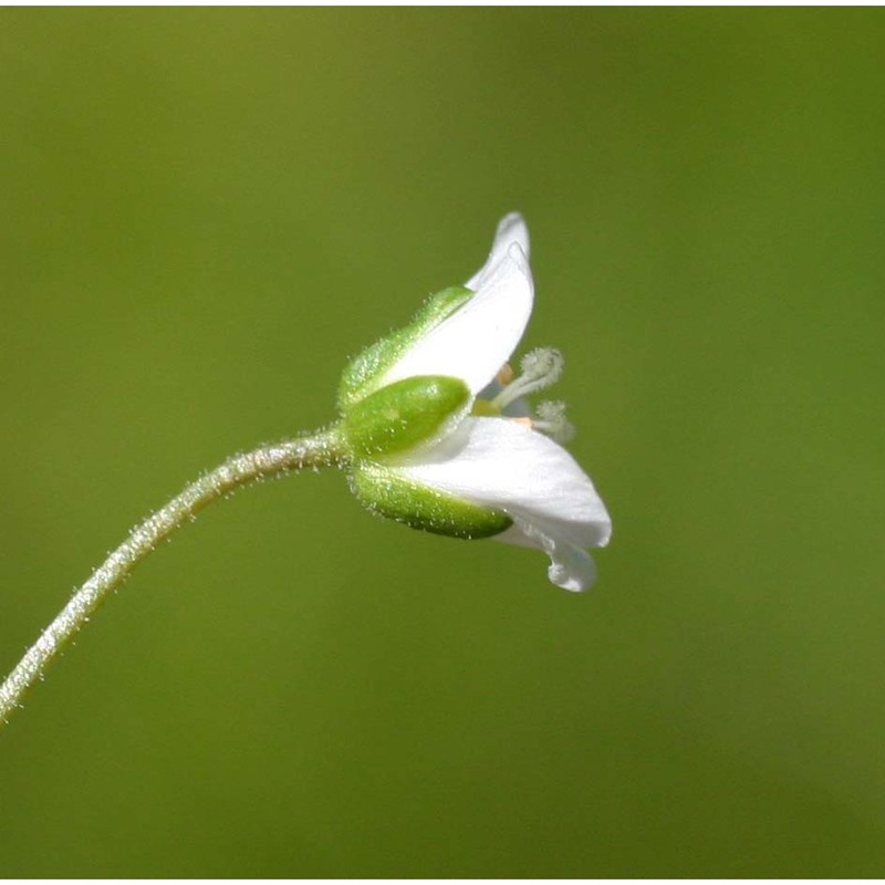 sagina glabra (willd.) fenzl